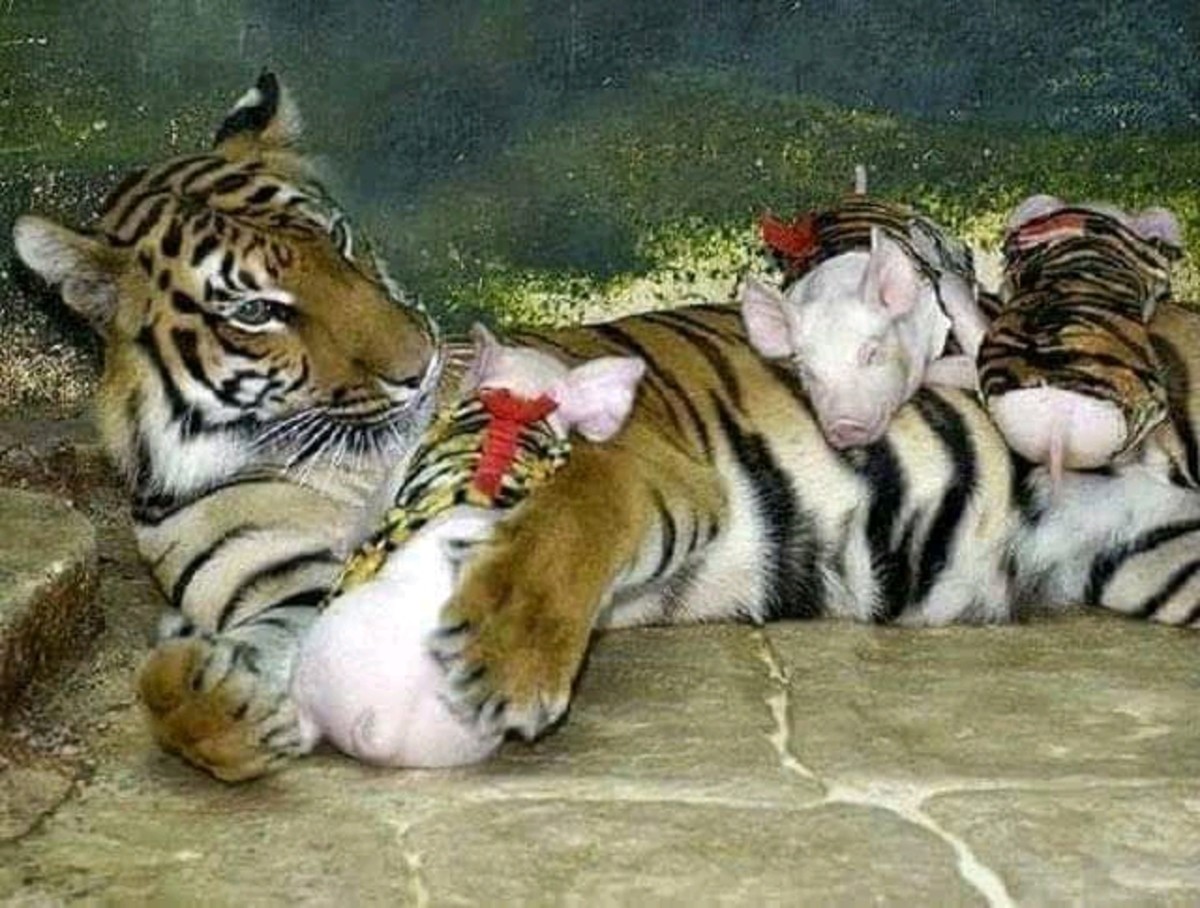 Поросята вскормленные тигрицей